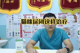 猫咪尿闭尿不出来尿尿不顺畅，不复发就这样治疗，成功率很高。