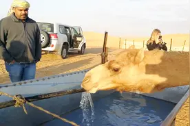 骆驼20天不喝水，一看见水就猛喝，一次喝下120公斤的水视频封面