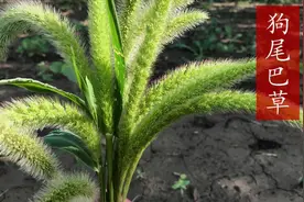 为什么叫狗尾巴草？原来有一个浪漫爱情故事传说，你还不知道吧