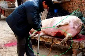 农村杀猪时，为什么要往猪肚子里灌气？看完大开眼界视频封面