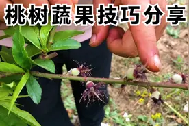 桃树蔬果，去果留果有诀窍，相隔距离很关键，东哥现场分享了解下视频封面