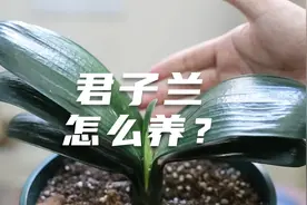 园艺师教你，君子兰养护小妙招，这样处理后，叶片更油绿更健康视频封面