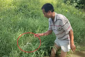 农村水沟里鹅倒处下蛋，小伙在水沟里发现一窝鹅蛋，捡得真是过瘾视频封面