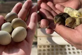 拇指大的鸡蛋孵化小鸡，17天后小生命出壳视频封面