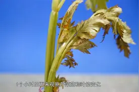一起来揭秘，你知道植物的根有什么作用吗视频封面