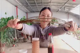 除了白糖水，还能在家自制这4种生根水，枝条泡一下插土里就能活视频封面