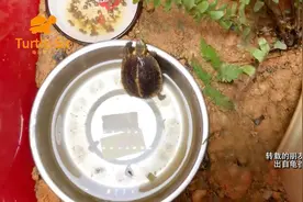 黄缘闭壳龟头苗到家如何饲养和需要注意的细节「龟谷鳖老」