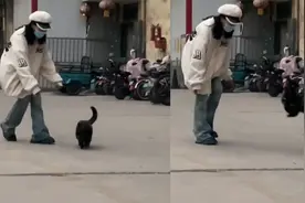 女子想抱流浪猫，猫咪却蹦蹦跳跳逃开惹爆笑：这不就是欲擒故纵吗视频封面