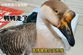 对不起，鸭鸭走了，这是鸭鸭生前的最后一段视频视频封面