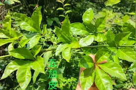 山里这种长刺的植物叫“五加皮”，它的全身都是宝，大家认识吗视频封面