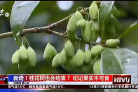 桂花树也会结果？是的！千万不能吃视频封面