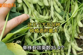 这几个大豆品种，产量高适应性好，年种植面积均在100万亩以上视频封面
