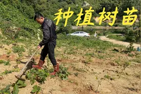 网友们都不知道怎么种植奇楠沉香苗，今天老林就给大家示范一下视频封面