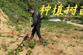 网友们都不知道怎么种植奇楠沉香苗，今天老林就给大家示范一下视频封面