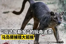 马达加斯加"杀戮王者"马岛獴捕猎大狐猴屡屡失败,只好捕食小鸟!视频封面