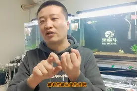 水晶虾ada用哪种泥视频封面