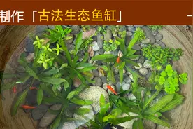 古法生态养鱼开缸全过程，不过滤不打氧不换水的懒人养鱼！视频封面