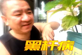 绣球花“黑杆病”原因是什么？防治方法是什么？绣球老手经验分享