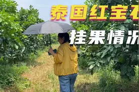 20218月9日高明农业泰国红宝石青柚生长挂果情况视频封面