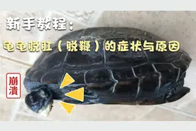 养龟的日常之龟龟脱肛（脱鞭）的症状及原因