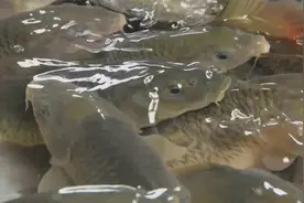 美味：放养的荷花鱼，是一种体色乌黑透亮的鲤鱼品种，被称为乌鲤