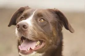 古代是怎么治狂犬病的？方法虽有些吓人，但不得不佩服古人的智慧视频封面