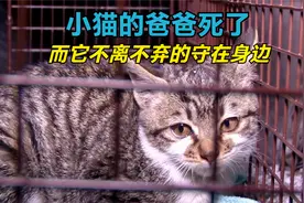 小猫一直在猫爸爸身边哭叫着，但它不知猫爸爸已经死了，太感人了视频封面