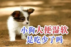小狗大便湿软是吃少了吗
