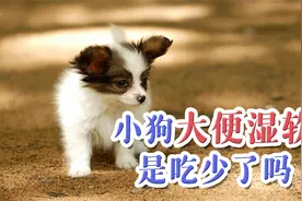 小狗大便湿软是吃少了吗视频封面