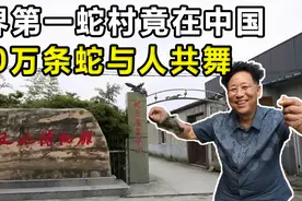 世界第一蛇村在浙江，300万条毒蛇与人共舞，难道不怕咬伤村民？视频封面