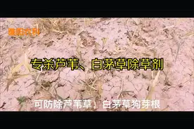 芦苇、白茅、狗牙根等杂草危害严重，专家教你如何根除视频封面