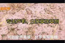 芦苇、白茅、狗牙根等杂草危害严重，专家教你如何根除