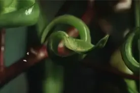 中文字幕《植物的私生活》第一集 旅程视频封面