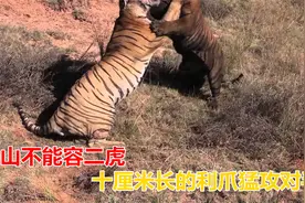 猛虎大战猛虎！十厘米长的利爪子，猛攻对手腹部，真过瘾！视频封面