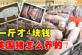 年进口量215万吨，中国为何要大量进口美国猪肉？长知识了！视频封面
