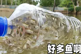 《鱼瓶陷阱》神奇男孩用塑料瓶制作捕鱼陷阱太厉害了，原理你懂吗视频封面