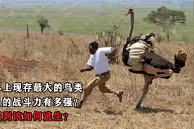 世界上现存最大的鸟类，鸵鸟的战斗力有多强？人遇到该如何逃生？视频封面