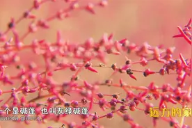 在江苏盐城珍禽国家级自然保护区，认识改造盐碱地的“先锋植物”视频封面