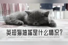 英短猫抽搐是什么情况？视频封面
