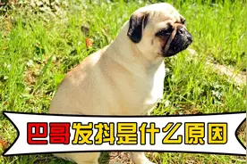 巴哥发抖是什么原因？主人该怎么办视频封面