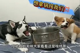 主人说要炖狗肉，当拿出锅的那一刻，狗狗的反应笑得我肚子疼！视频封面