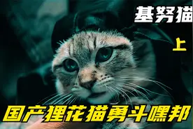 最猛国产狸花猫，一只猫干翻3个嘿邦视频封面