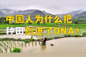 中国人为什么把种田刻进了DNA里？中国人究竟有多爱种菜？视频封面
