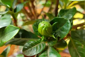 栀子花开完花这样剪，30天后又冒花苞，再开一茬