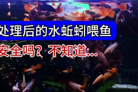 你会用水蚯蚓喂鱼吗？安全吗？水蚯蚓(红线虫/线蛇)处理后做鱼食视频封面