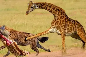 残忍的屠杀现场，长颈鹿的脖子被狮群活活咬断，生吞活吃！视频封面