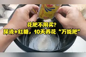 花肥不用买？尿液+红糖，10天就是养花“万能肥”视频封面