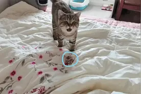 自从小猫咪学会捡球技能后，天天叼着球找主人玩，小奶音萌到犯规