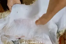 20年刀功的高手处理羊，剥皮神操作，下刀快如闪电视频封面