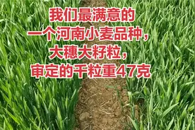我们最满意的一个河南小麦品种，大穗大籽粒，审定的千粒重47克视频封面